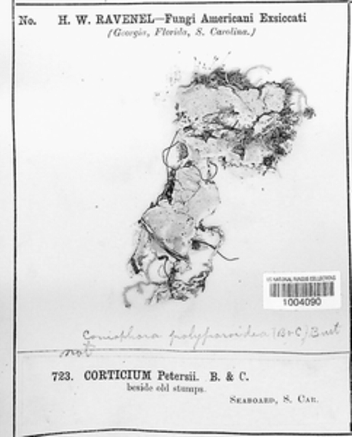 Atheliachaete sanguinea image